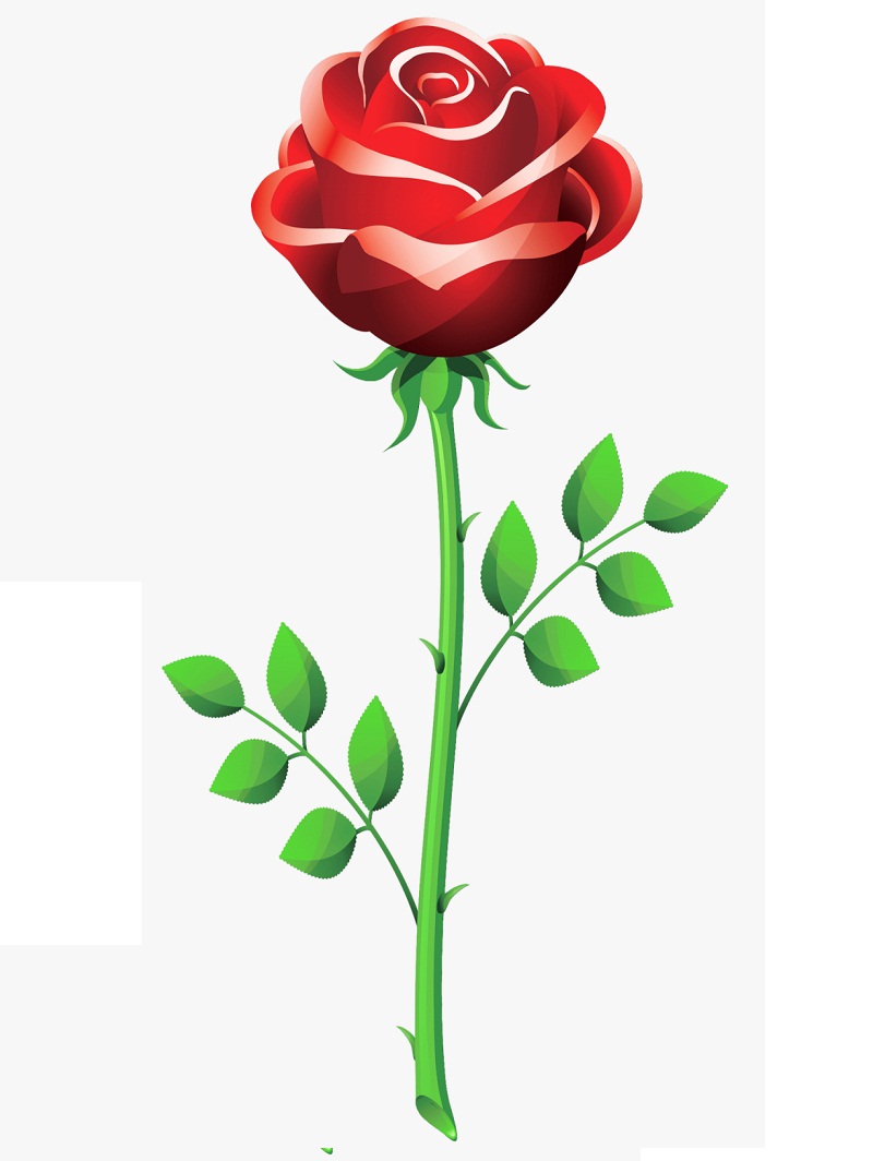 realistic rose