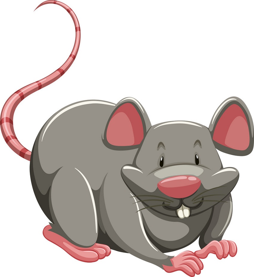 a fat mouse