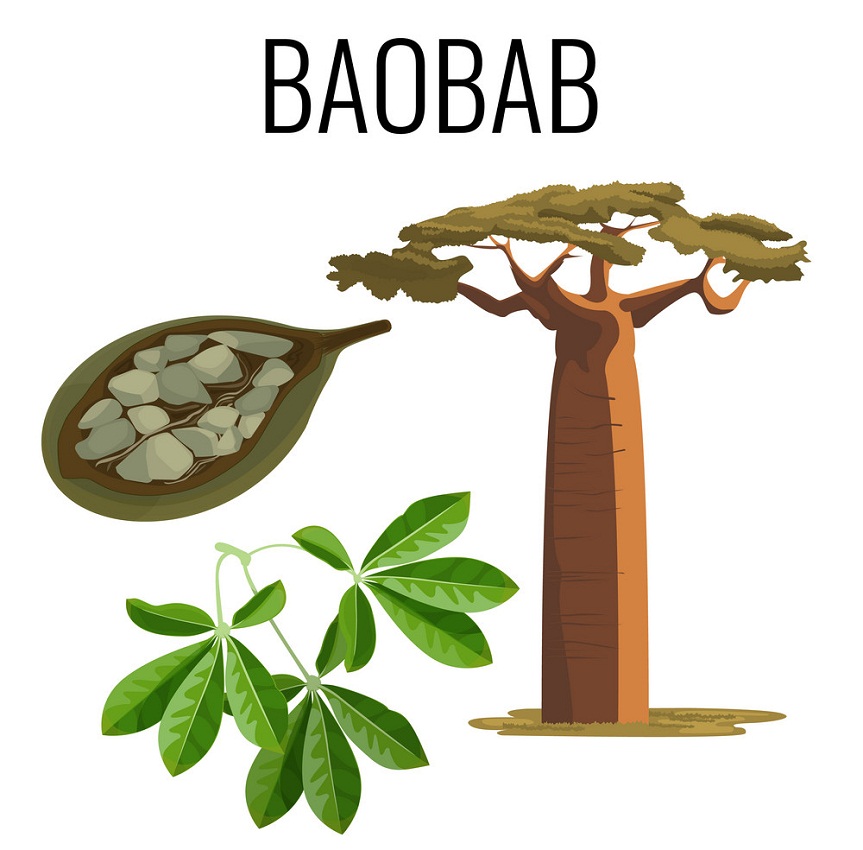 african baobab and fruit with seeds