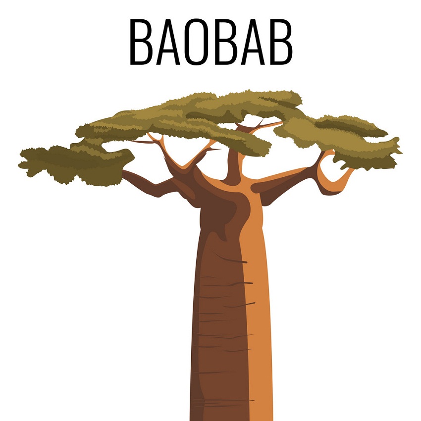 african baobab tree