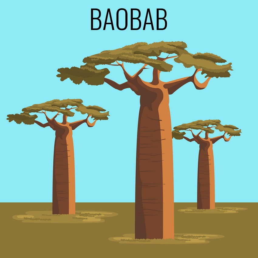 african baobab trees