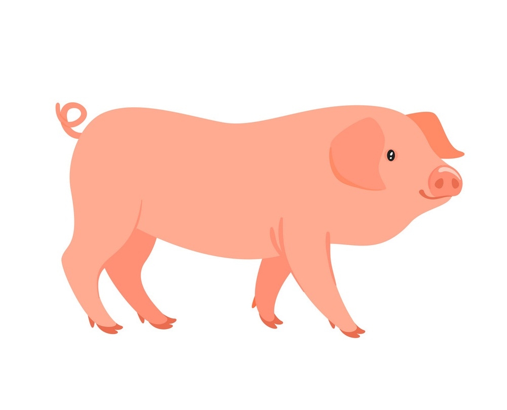 baby farm pig