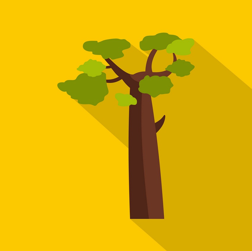 baobab on yellow background