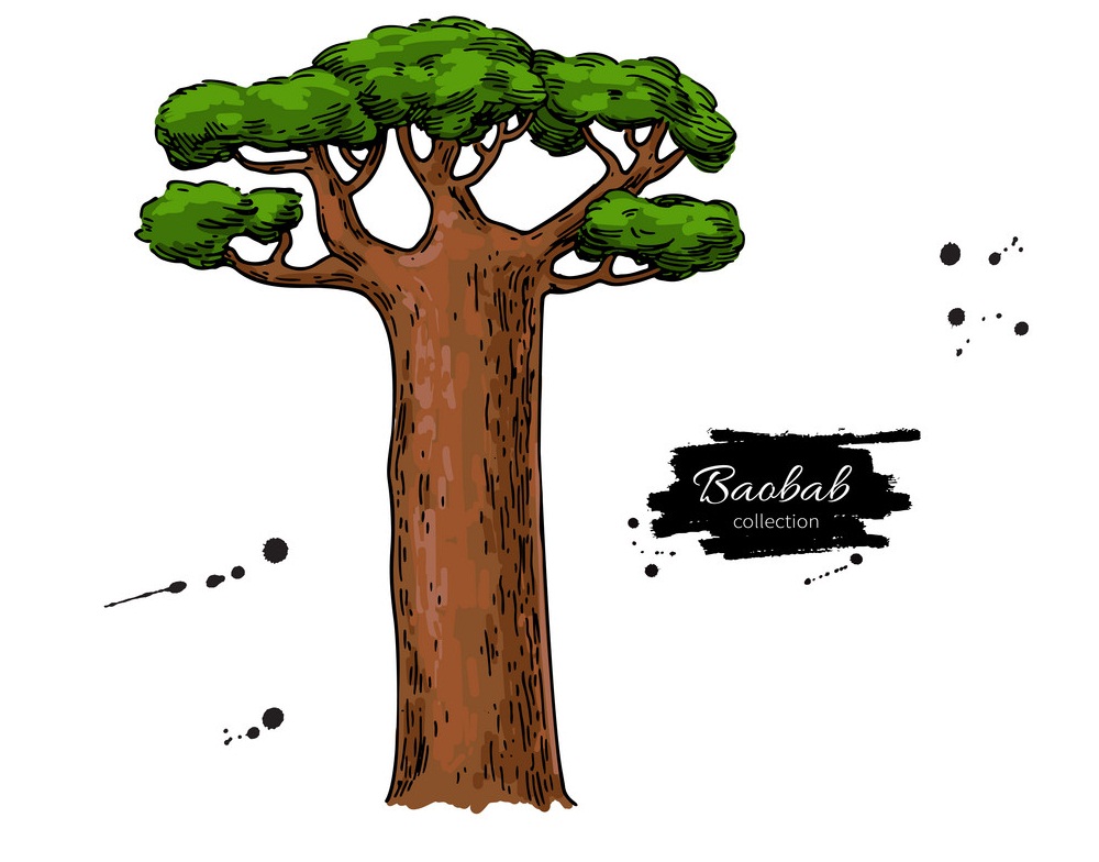 baobab tree drawing