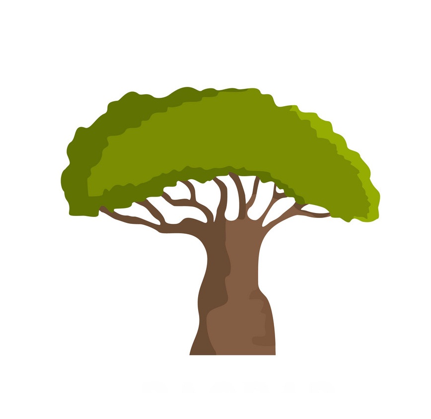 baobab tree