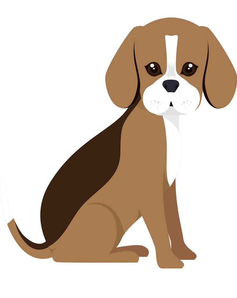 beagle breed dog