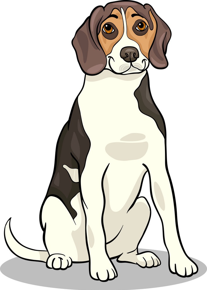 a beagle dog