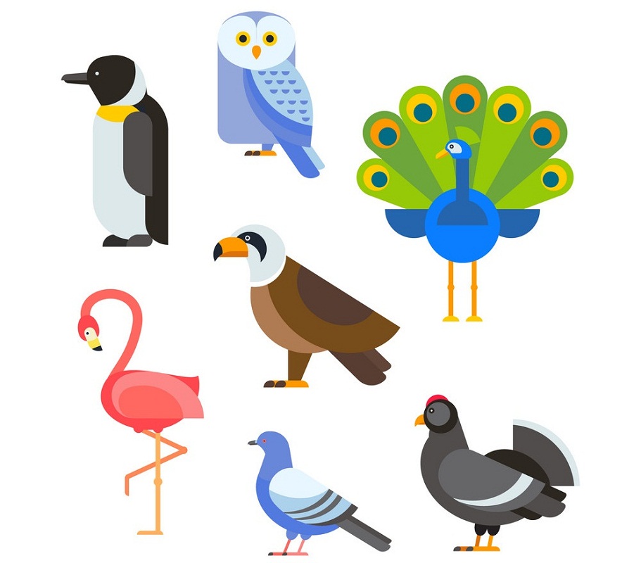bird species