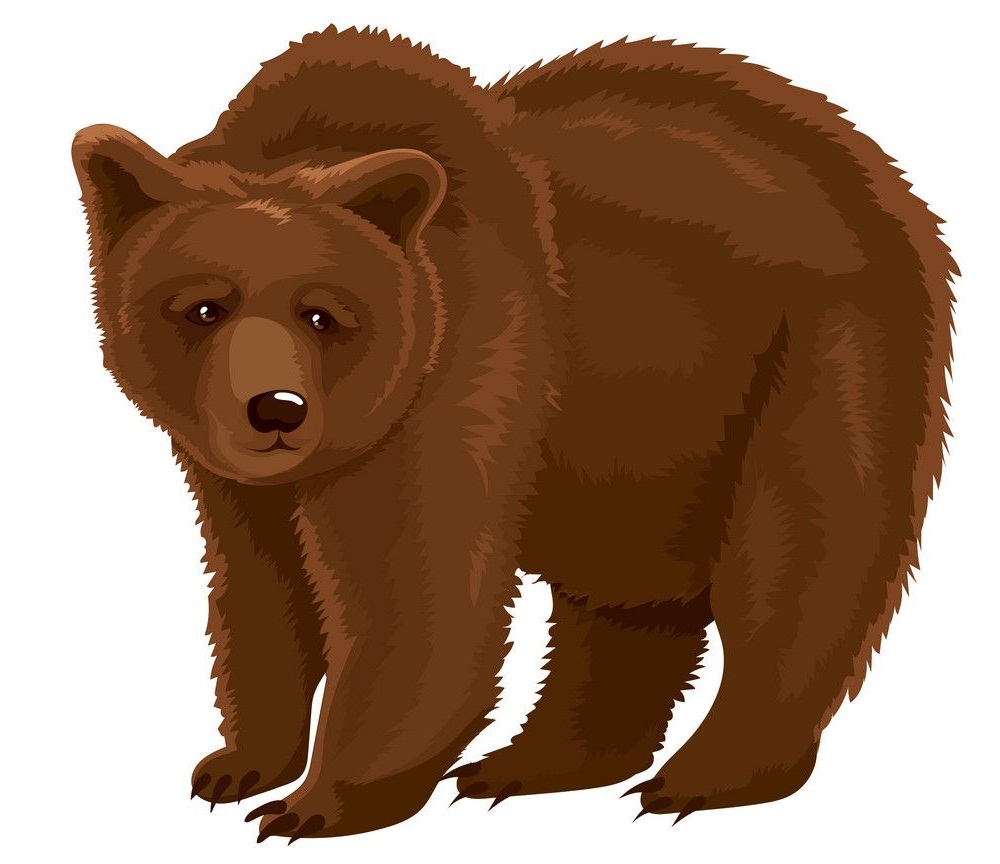 brown bear 1