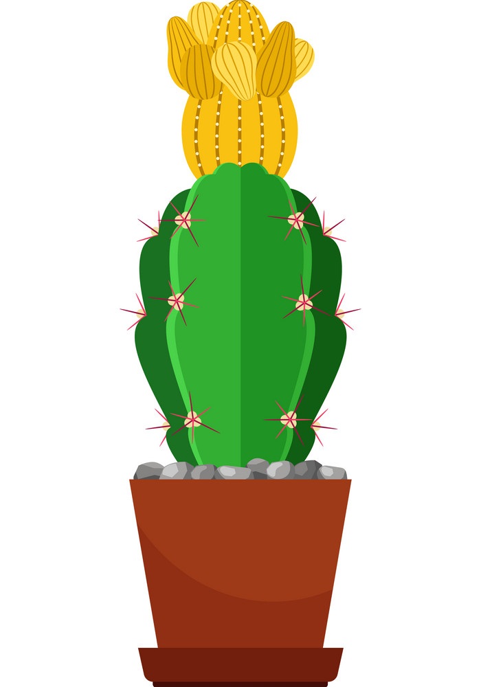 cactus with yellow flower