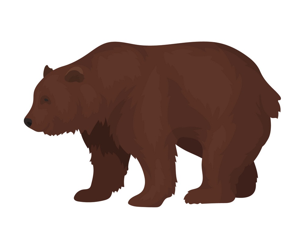 canadian brown bear