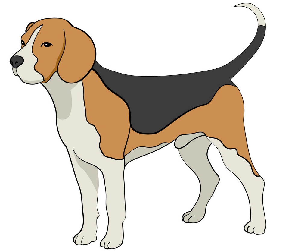 normal beagle dog