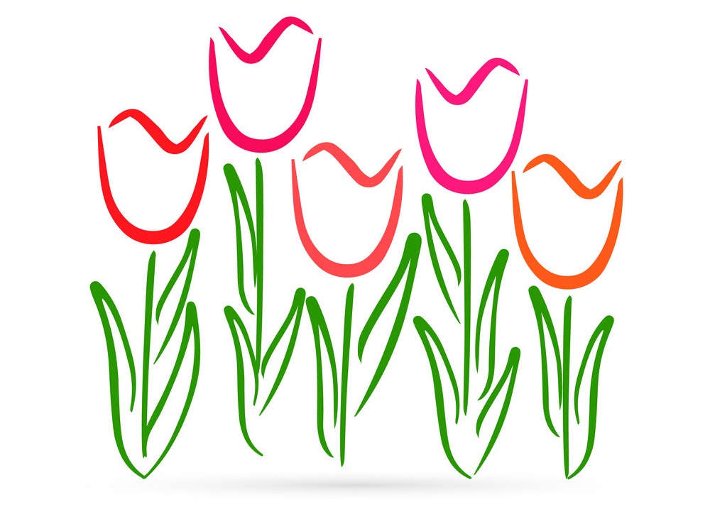 color draw of tulips