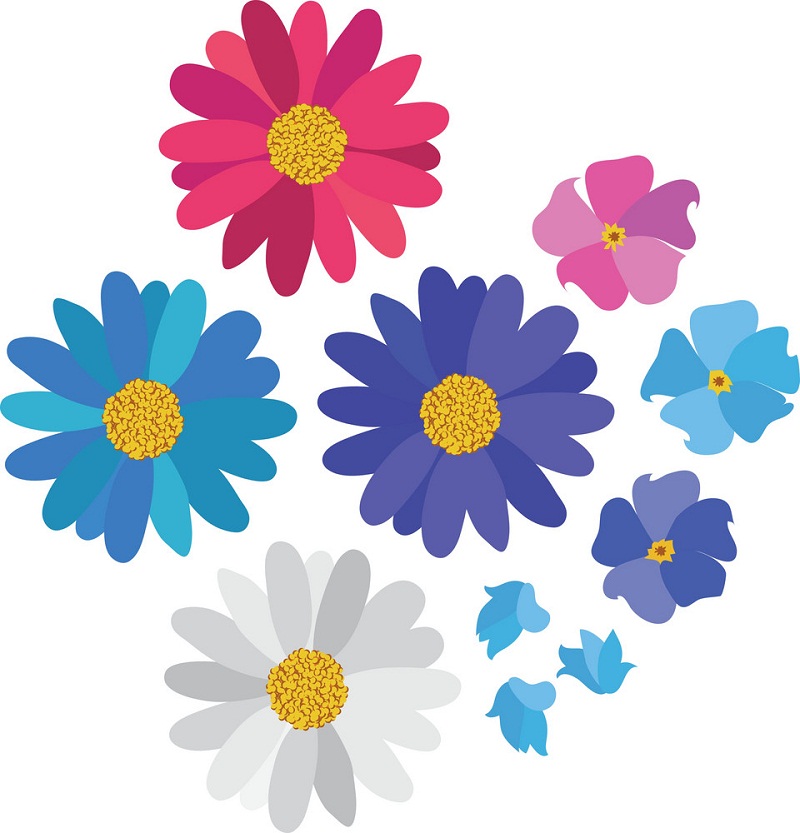 colorful daisies collection