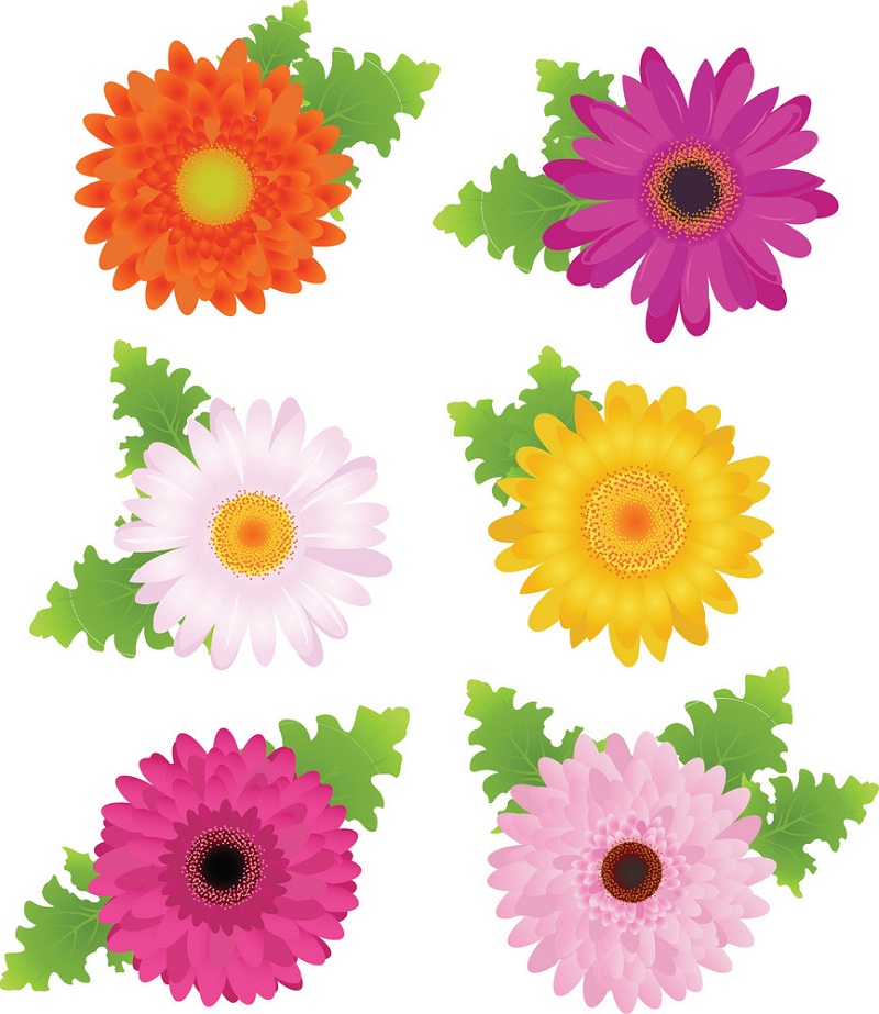colorful daisies