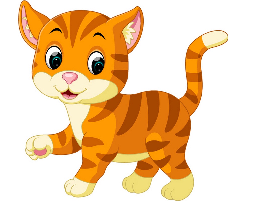 lovely orange cat