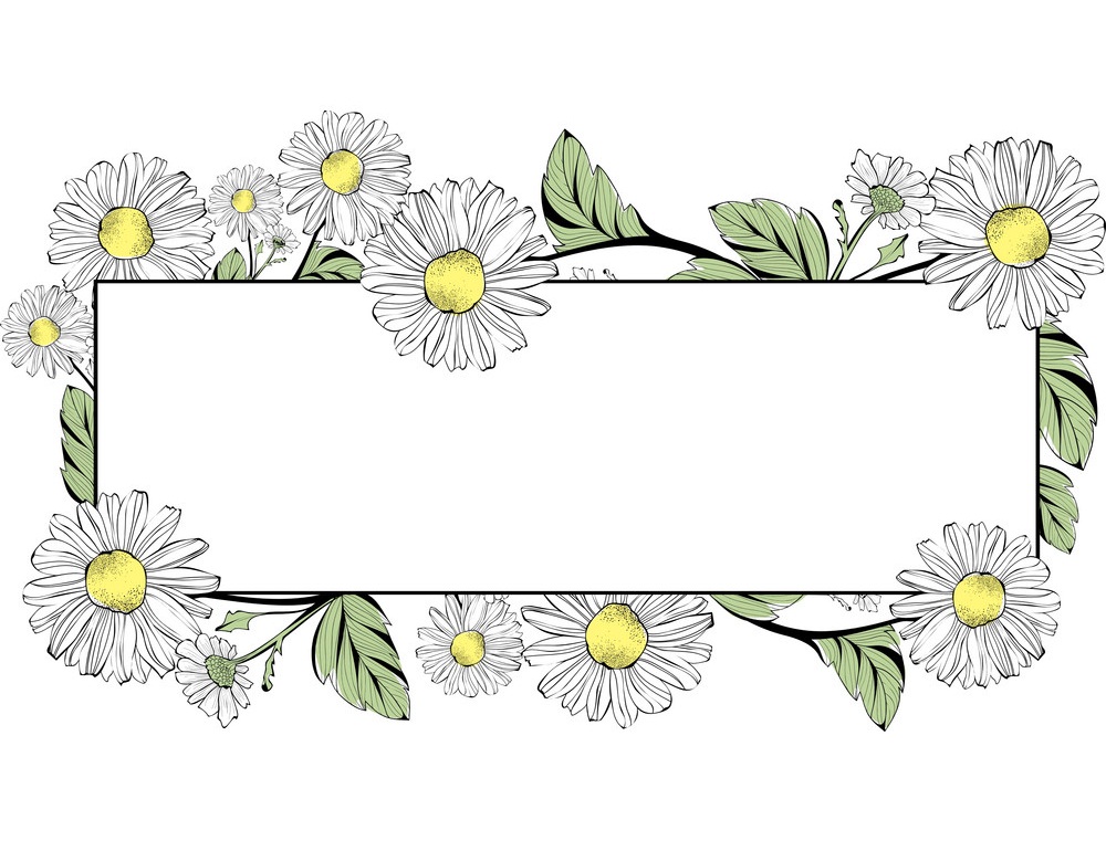 daisy flowers border