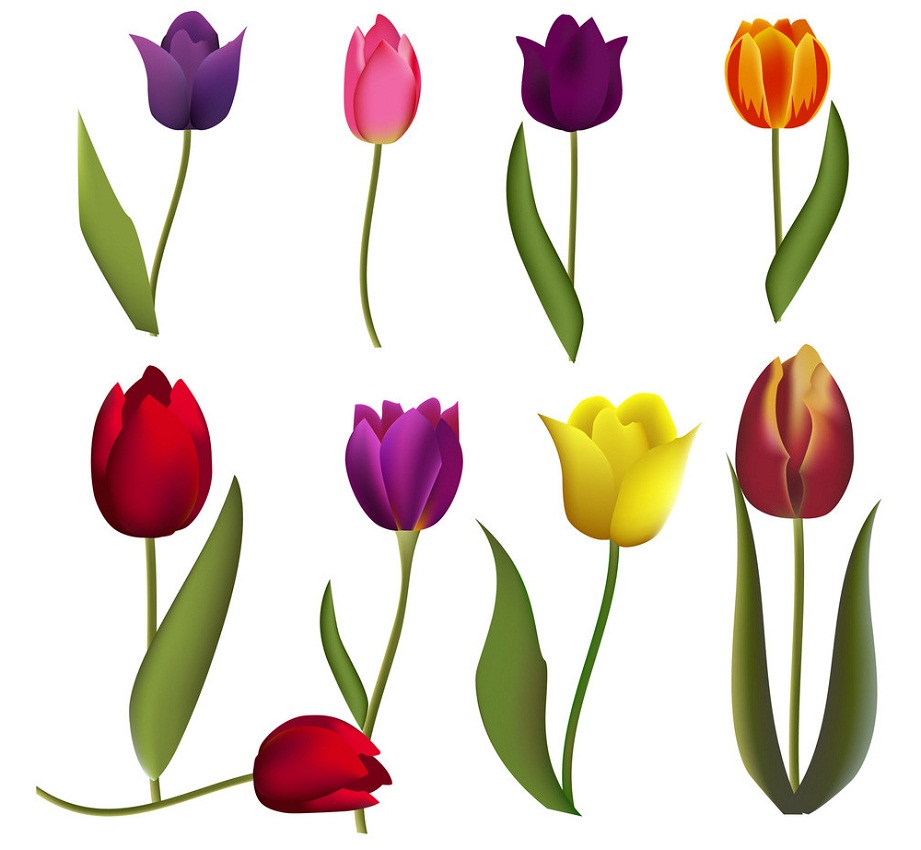 dark color tulips