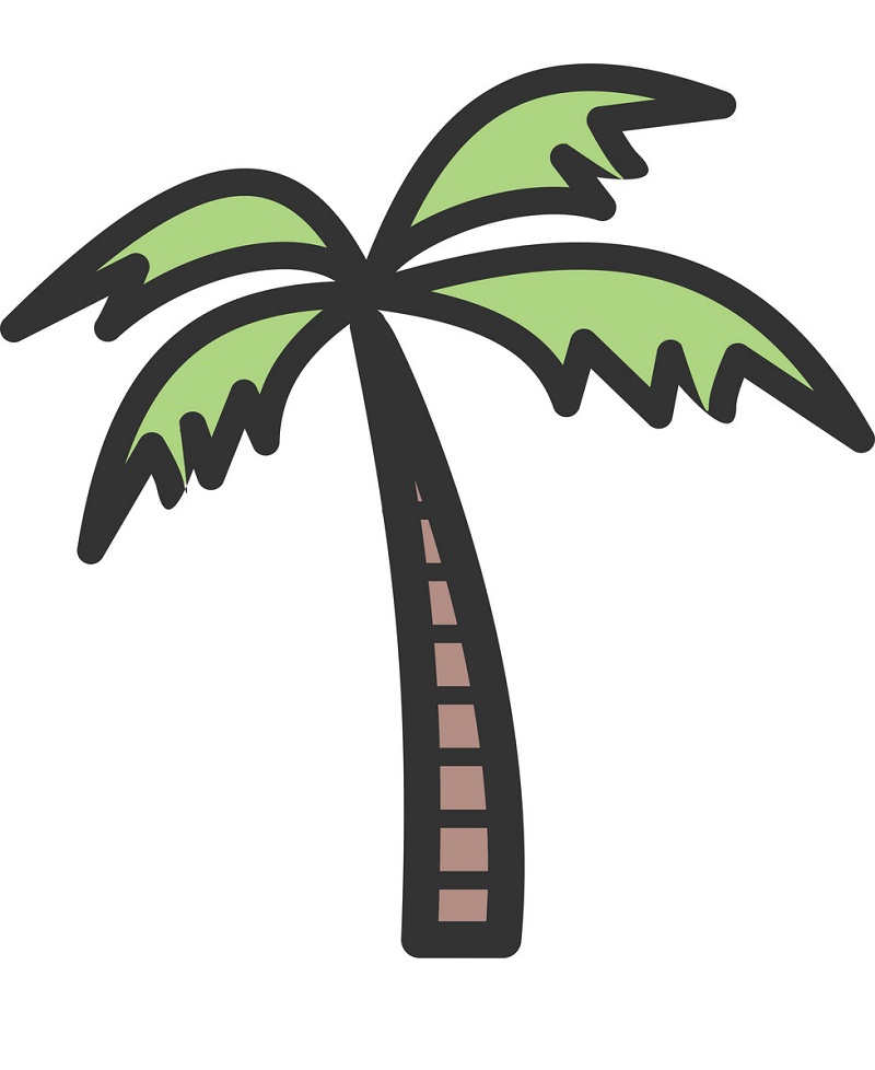 drawing of coconut palm tree