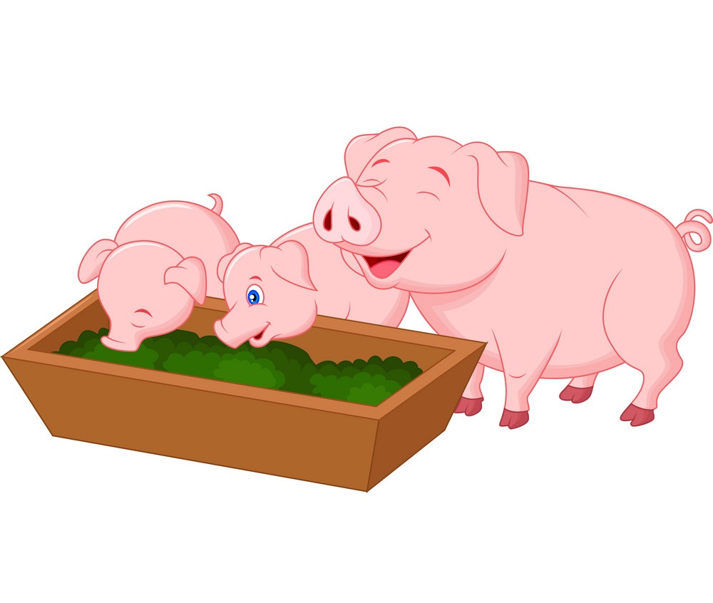 family pigs eating