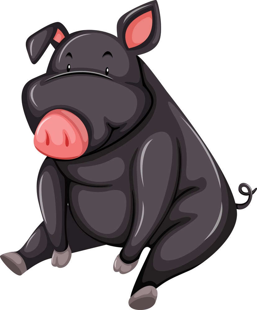 fat black pig