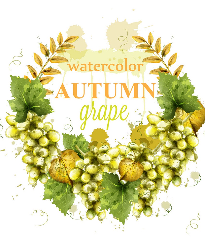 grapes wreath watercolor
