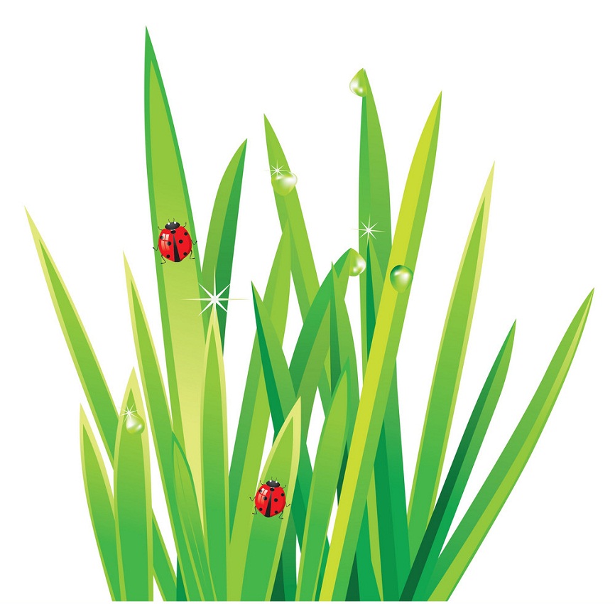 grass and ladybugs