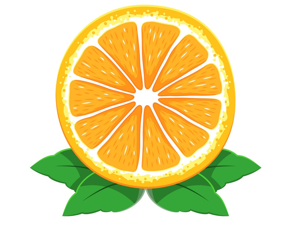 Orange fruit sliced vector