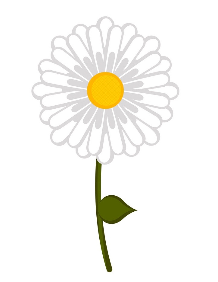 Isolated daisy flower