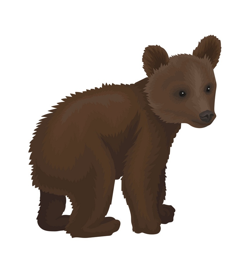 little bear cub