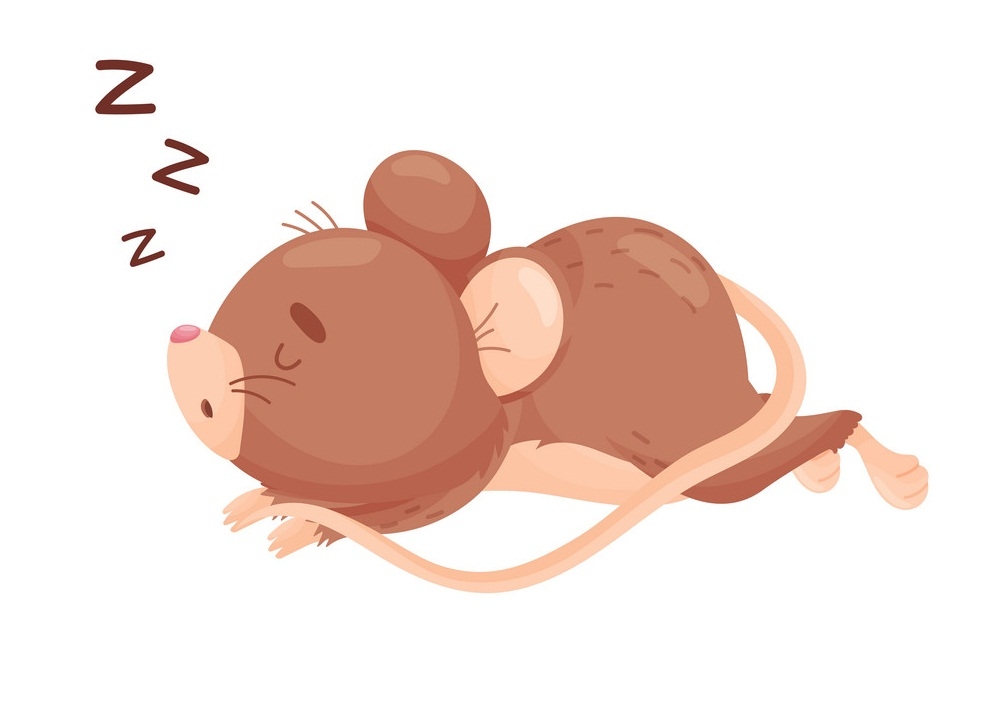 mouse sleeping