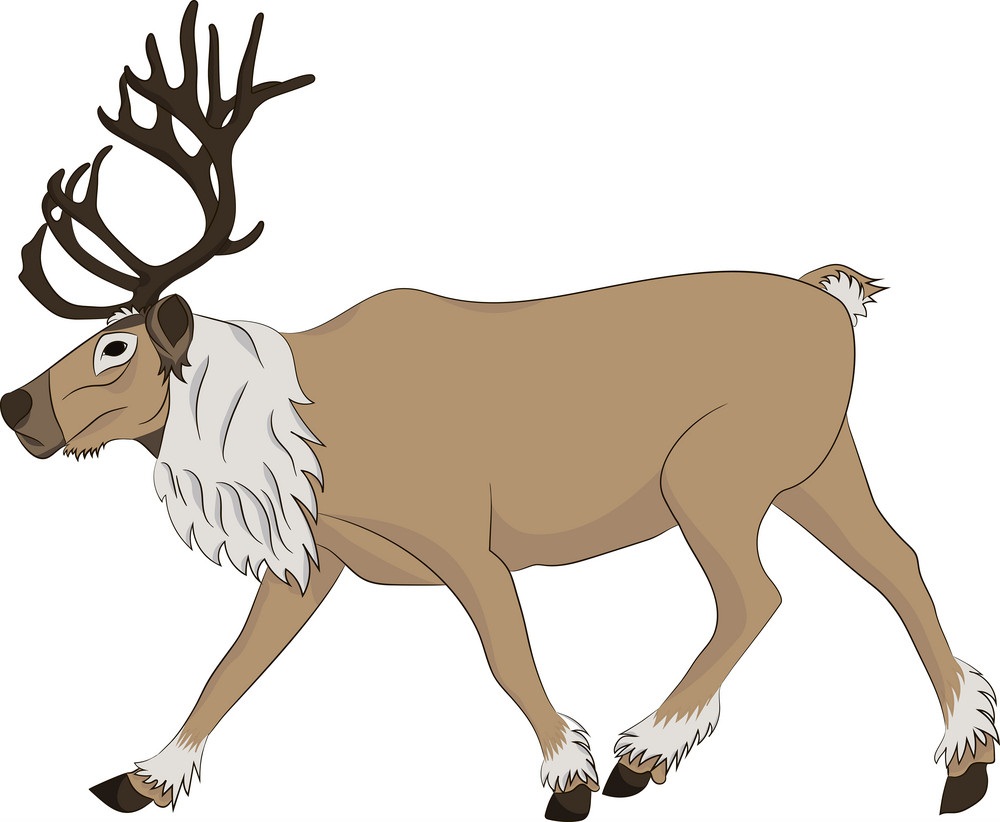 nature reindeer