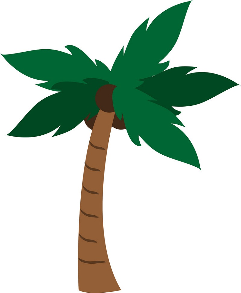 normal coconut palm tree