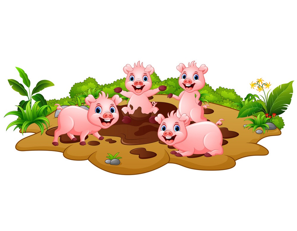 pigs playing in the mud