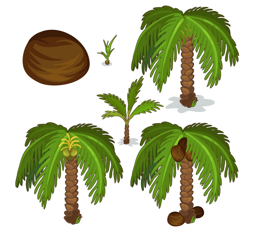 planting and cultivation of coconut palm