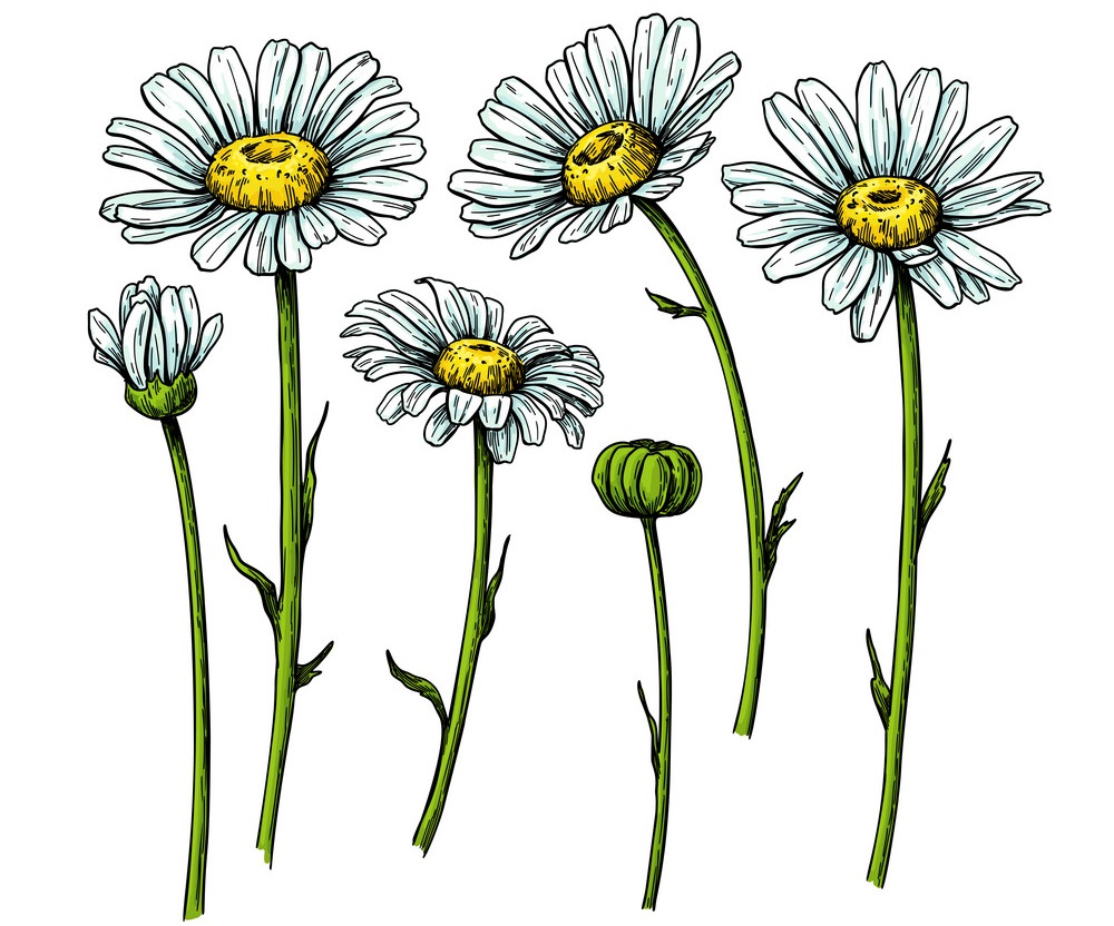 realistic white daisies