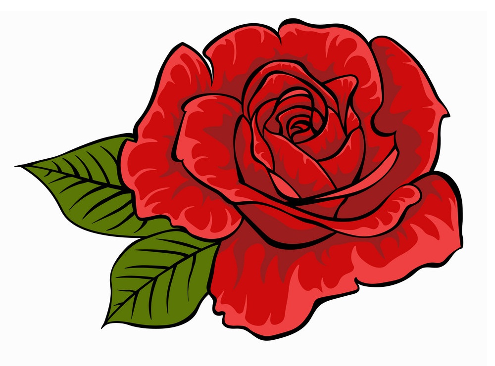 red rose isolated flower