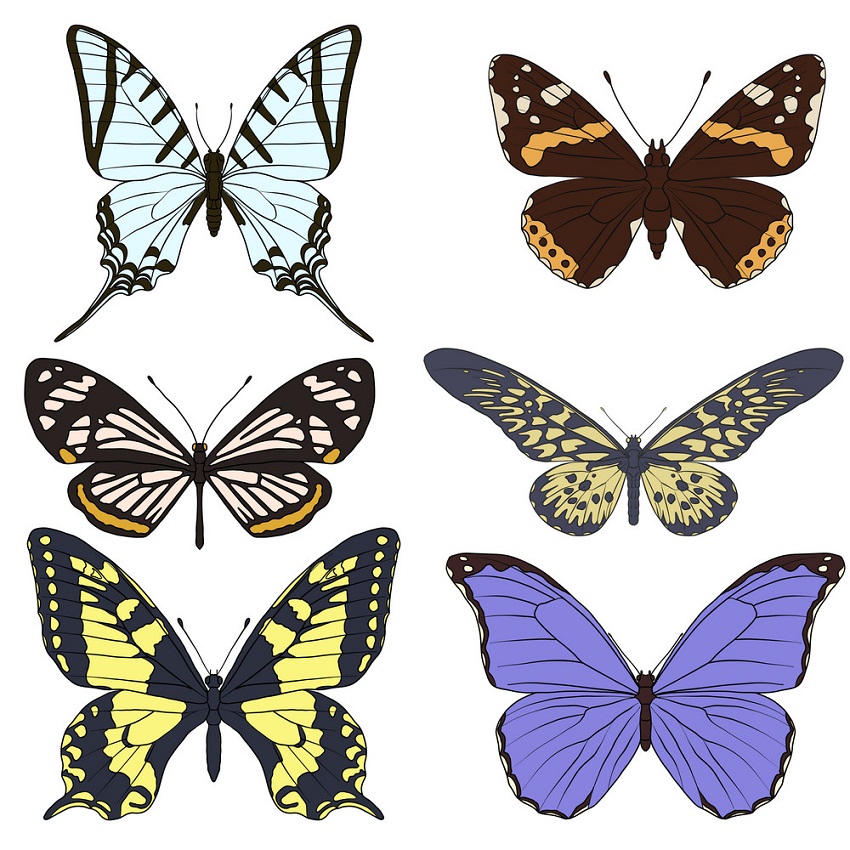 set of six butterflies