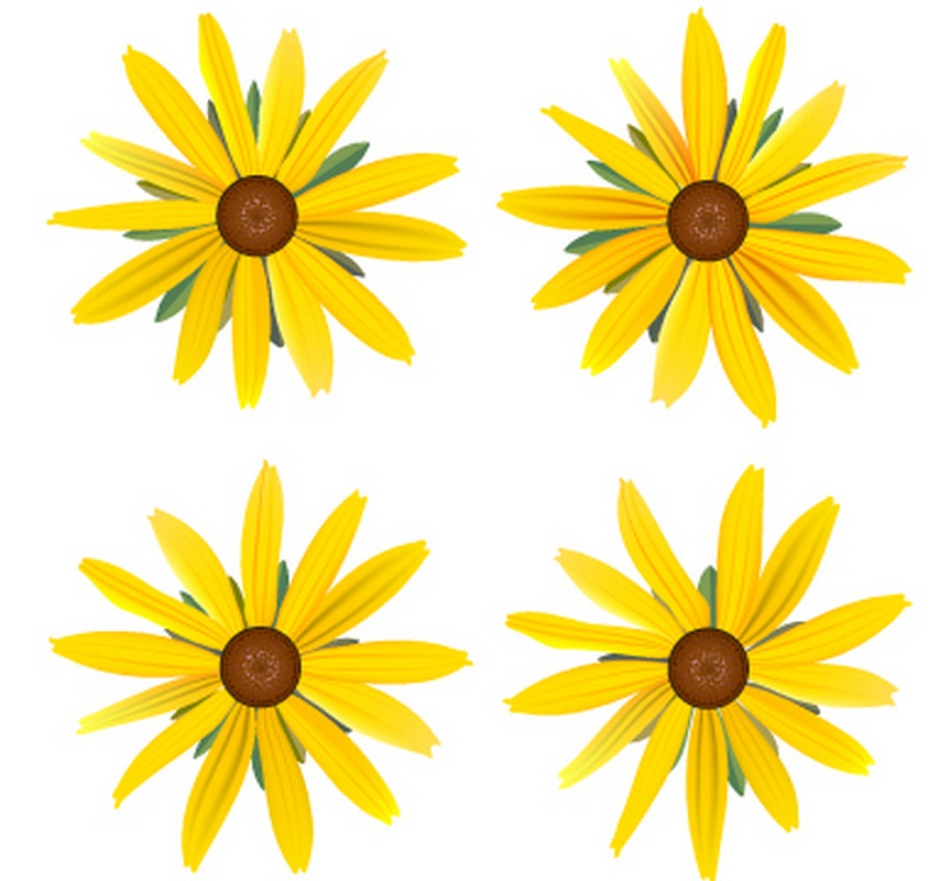 set of yellow daisies