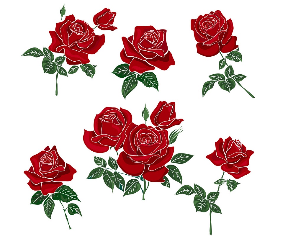 Set red roses