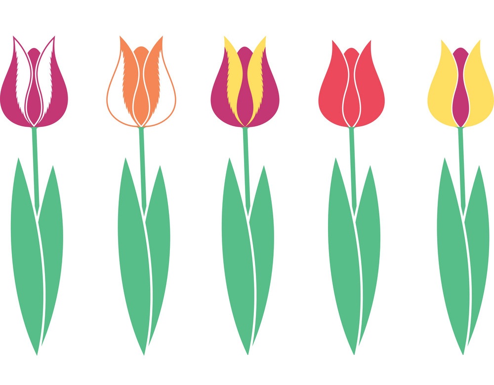 simple colorful tulips set