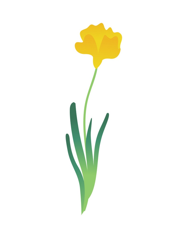 simple yellow tulip