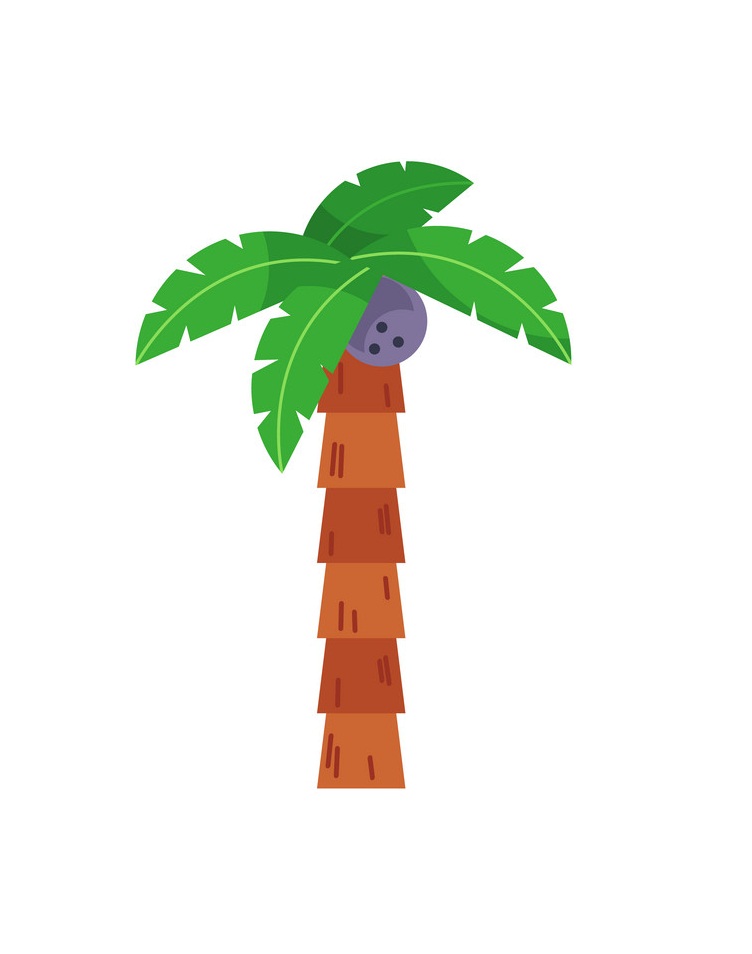 single coconut palm tree