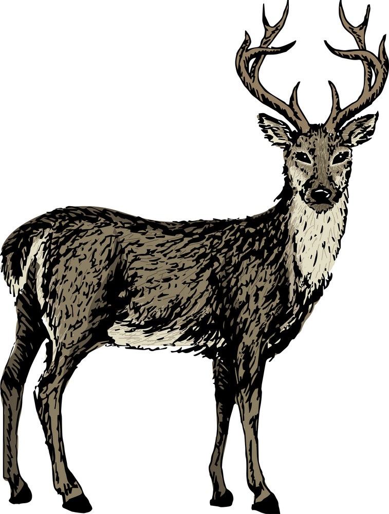 sketch of reindeer