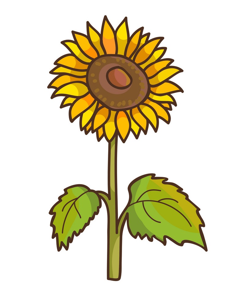 sunflower cartoon floral drawing