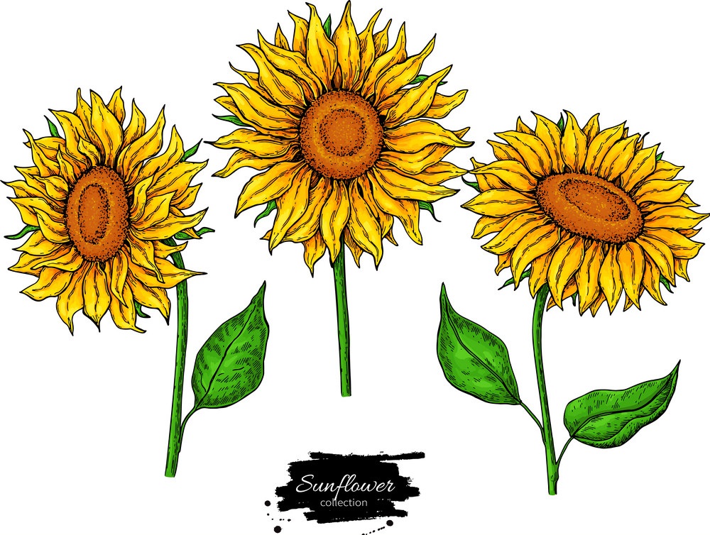 sunflowers set hand drawn