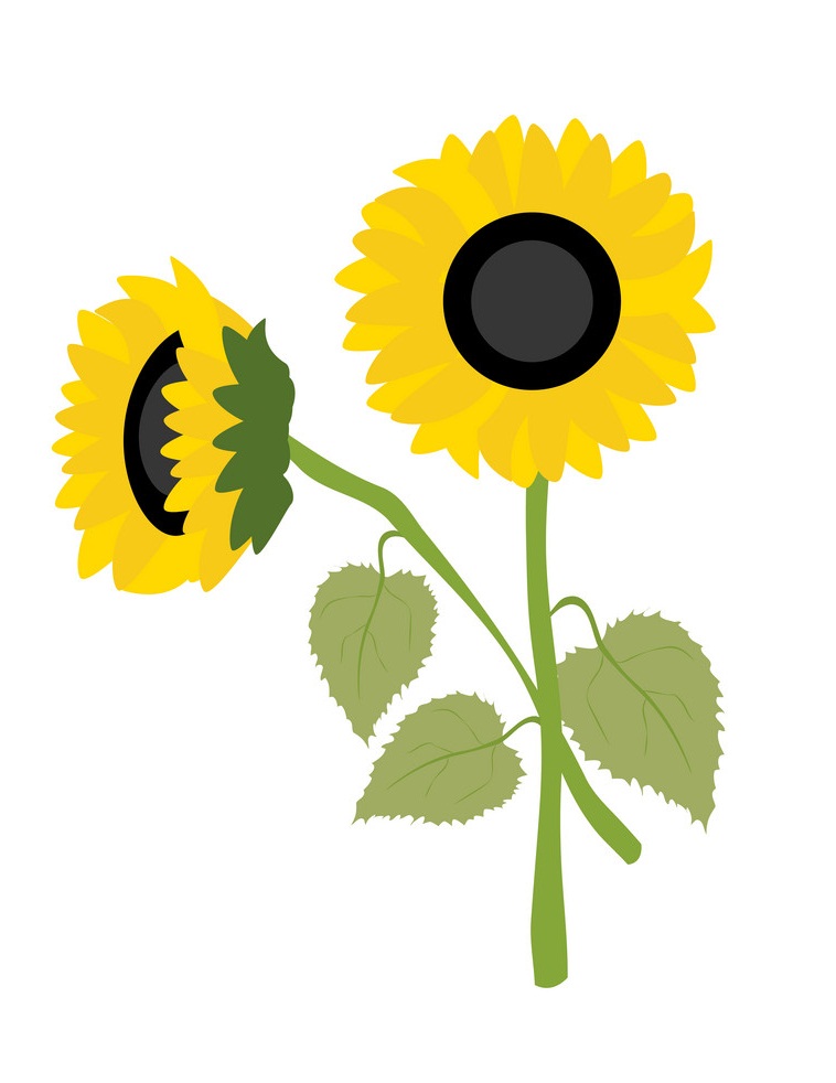 Sunflower flower illustration