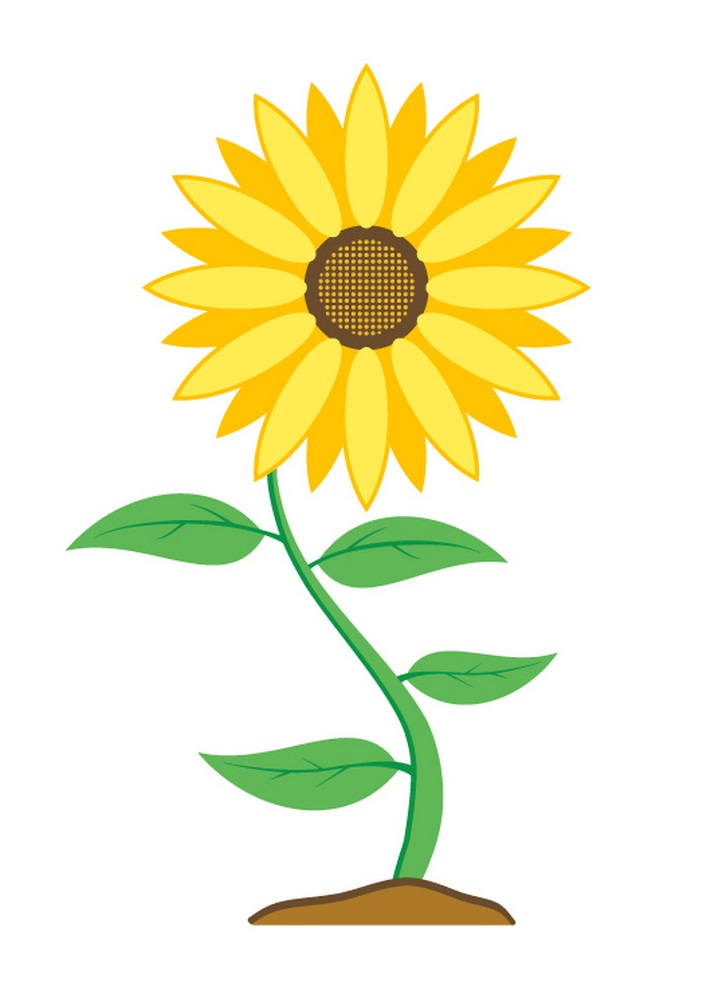 sunflower flower with green leaves isolated
