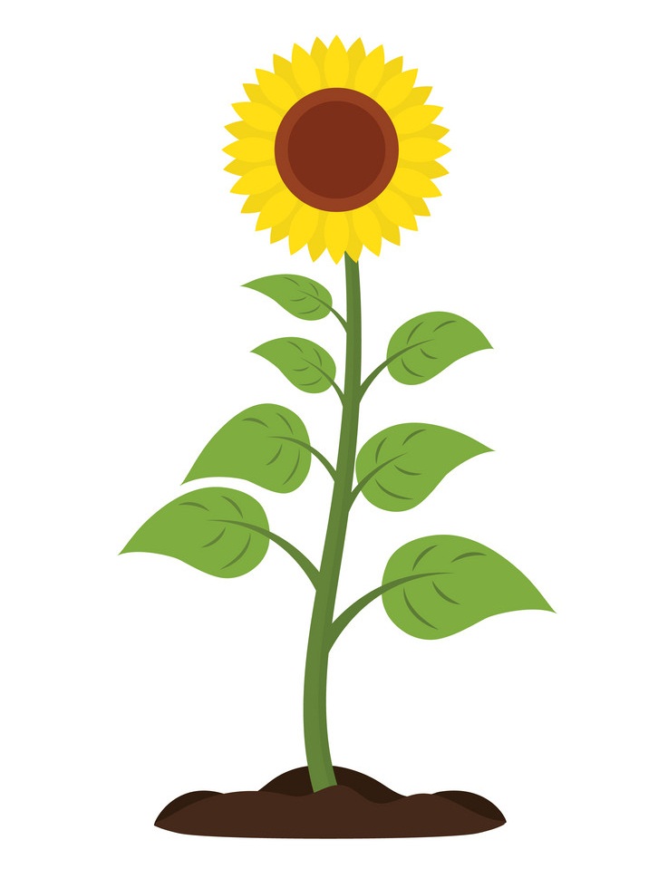 sunflower-icon-vector-18394369