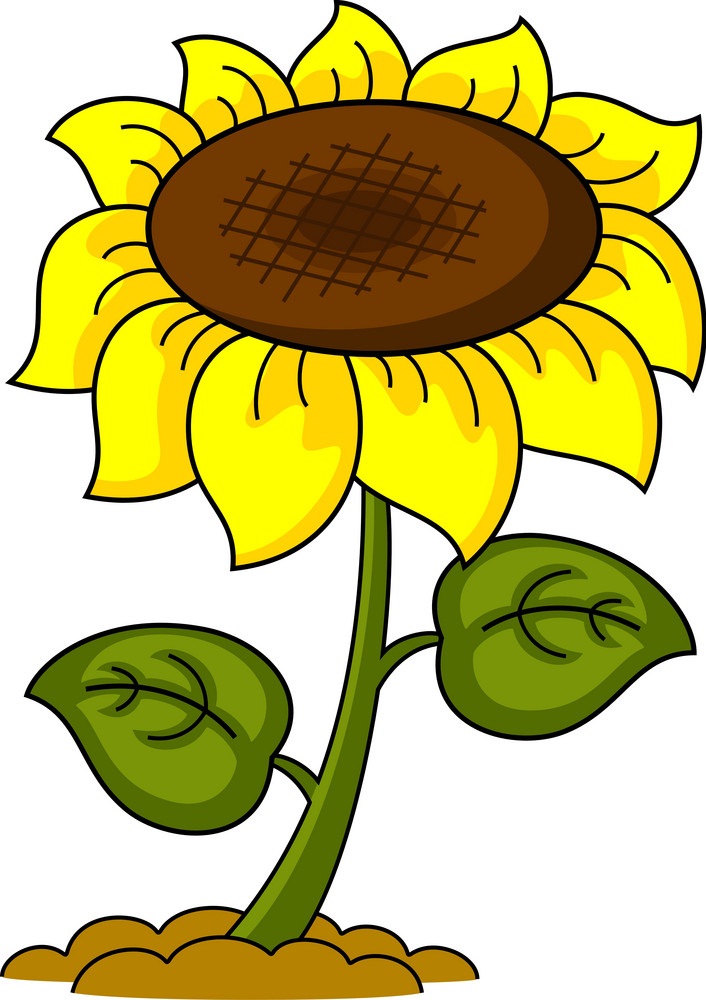 withered sunflower